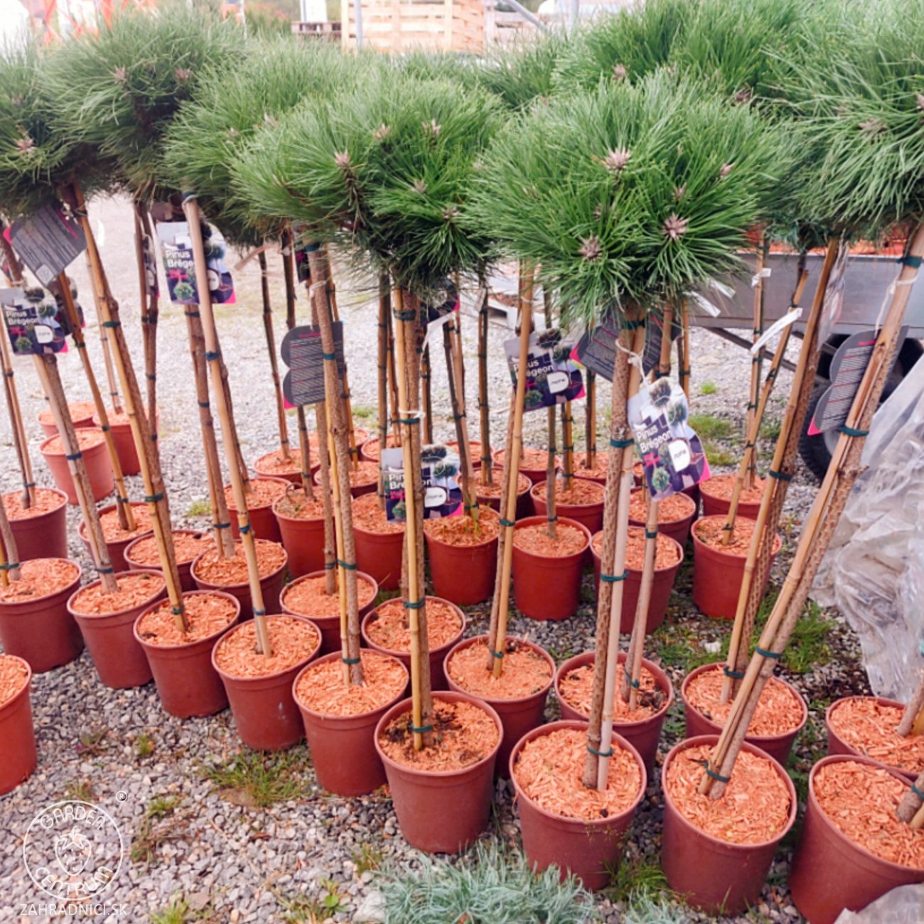 Obrázok Borovica čierna (Pinus nigra) ´MARIE BREGEON´® – výška 90-100 cm, kont. C5L - NA KMIENKU